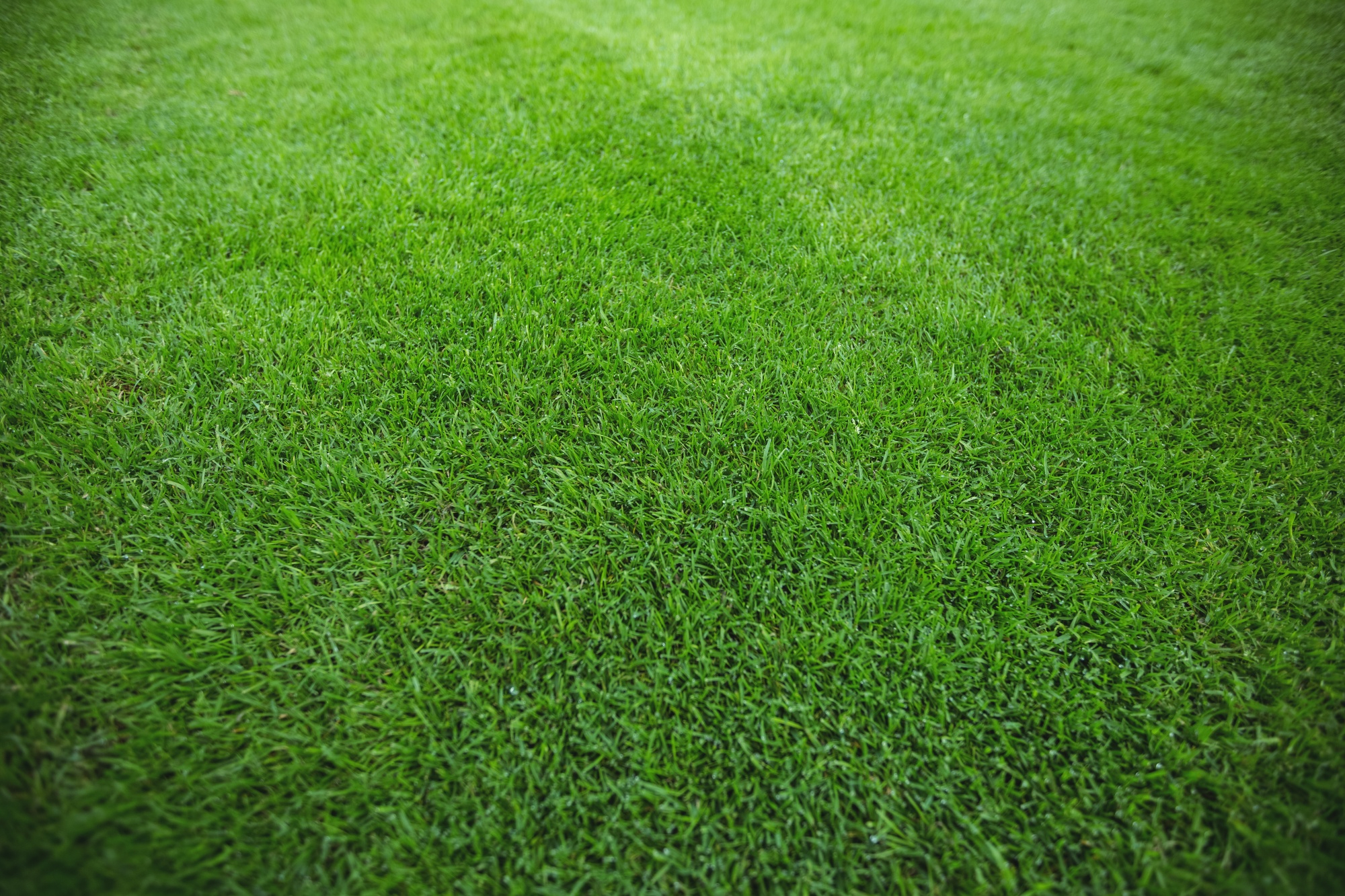 Lawn Irrigation Background